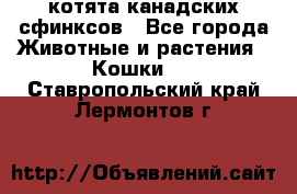 котята канадских сфинксов - Все города Животные и растения » Кошки   . Ставропольский край,Лермонтов г.